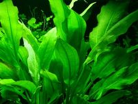 Echinodorus Bleheri Żabienica Blechera KOSZYK