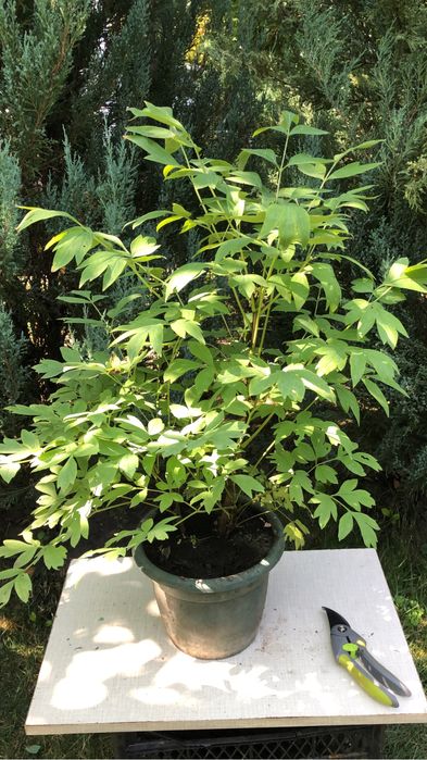 Піон деревовидний