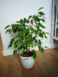 Fikus Benjamin variegata kwiet doniczkowy