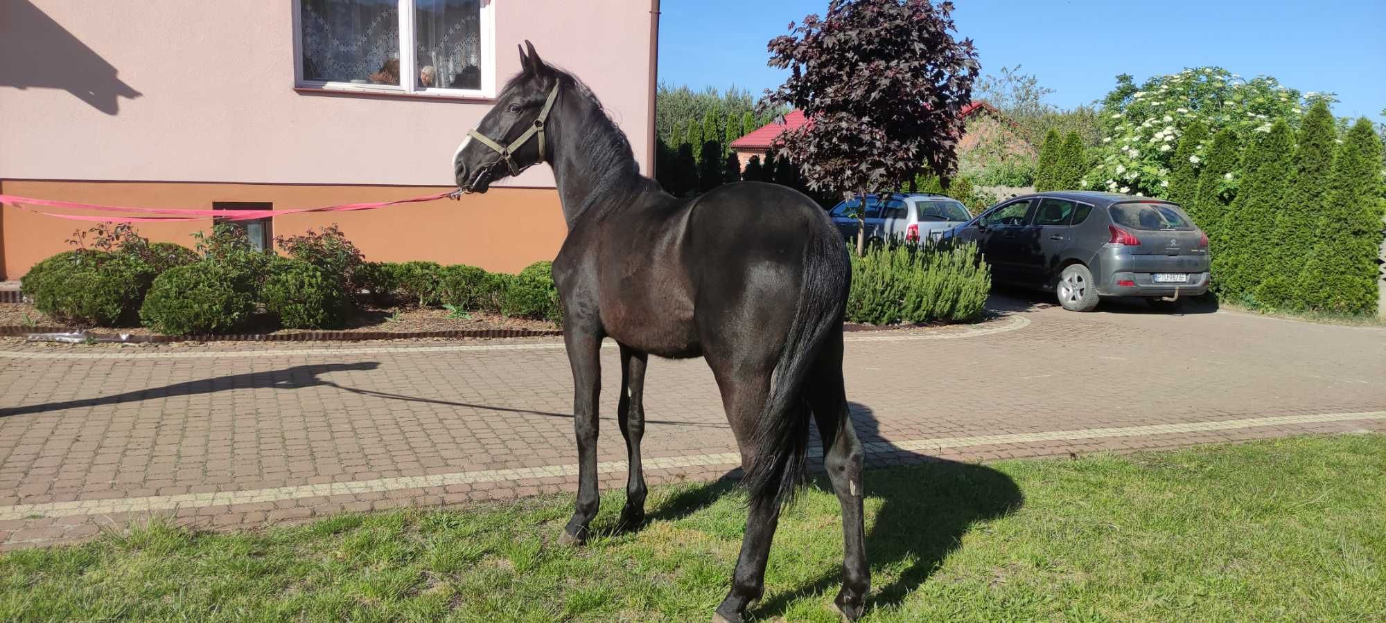 Źrebak Ogier Śląski koń konie ogierek kary