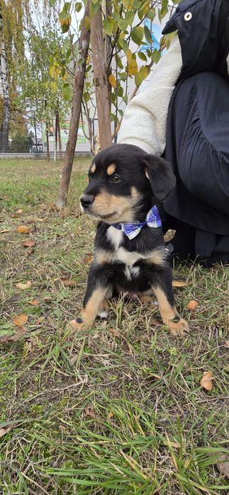 12 tyg. maleństwo szczeniak pilnie szuka domu!