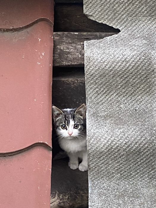 Котик безкоштовно кішка кіт