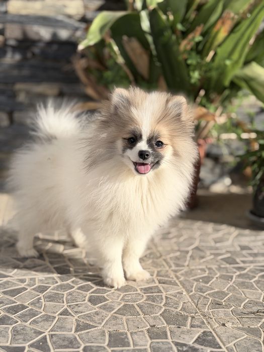 Lulu da Pomerânia micro miniatura com Lop e Afixo