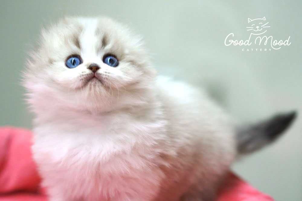 Блакитнооке породісте кошеня. Хайленд фолд.