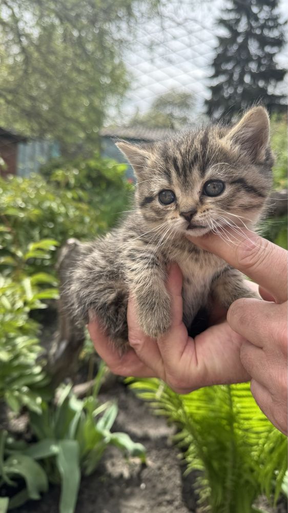 Віддам кошеняток 1,5 міс.в добрі руки,чорненьку і полосату  дівчинку