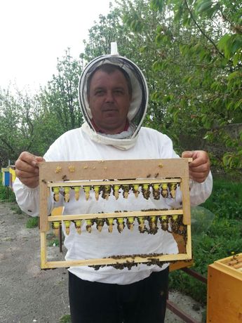 Продам Пчоломатки Бджоломатки Бакфаст