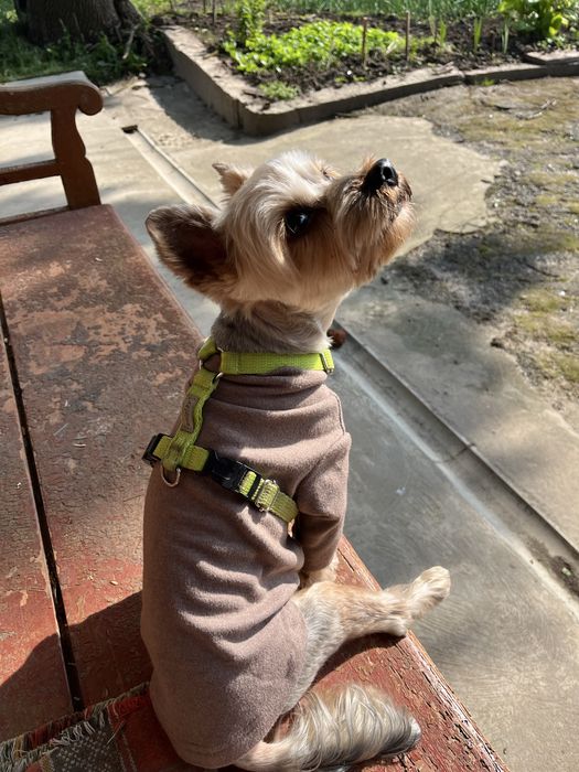 Йоркширський тер'єр вʼязка, хлопчик