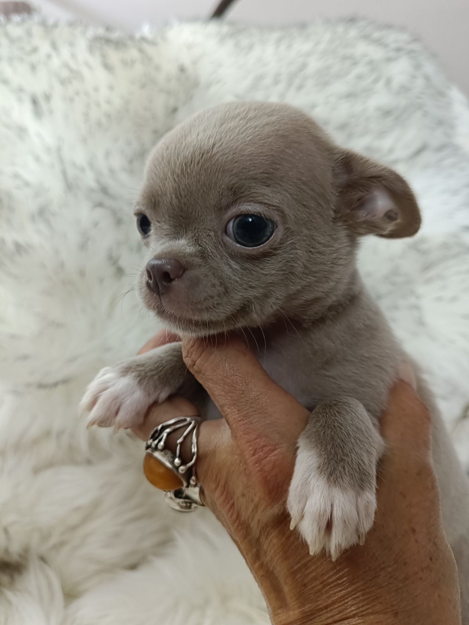 *** Gotowy do odbioru *** Śliczny Liliowy Chłopczyk Chihuahua ***