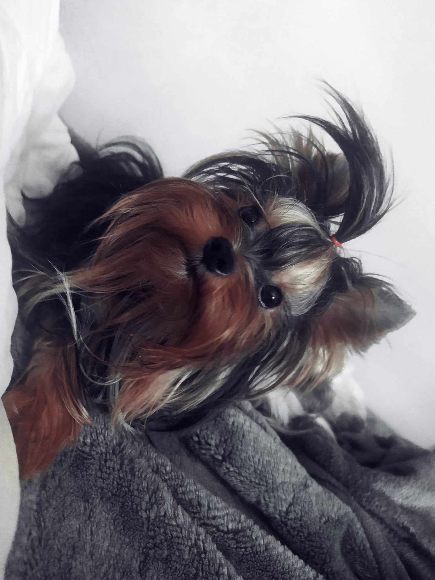 Yorkshire terrier śliczny piesek  10 tyg