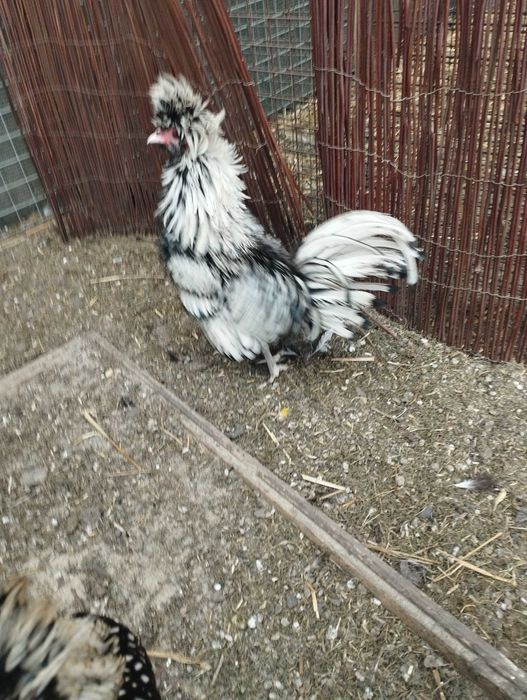 Kogutki ozdobne rasy sebrytki złote i czubatki