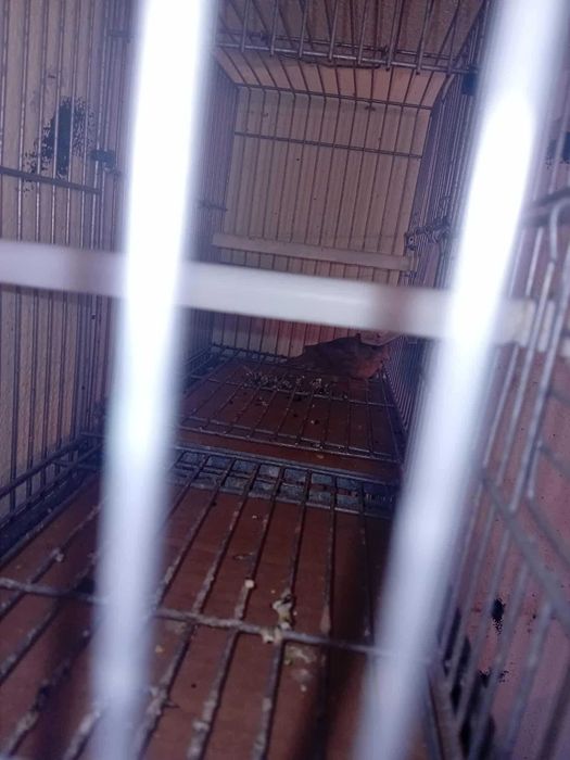 6 canarios com gaiolas ..