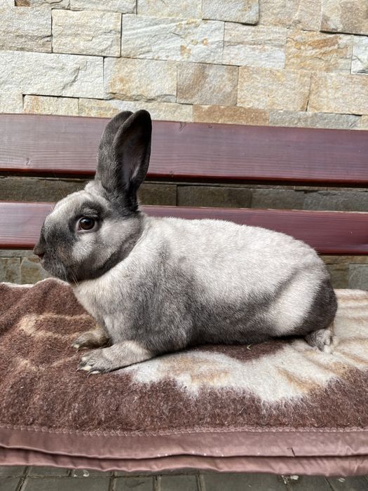 kroliki sallander samce/samice