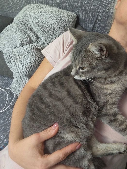 Стерилізована кішечка 6-7 місяців