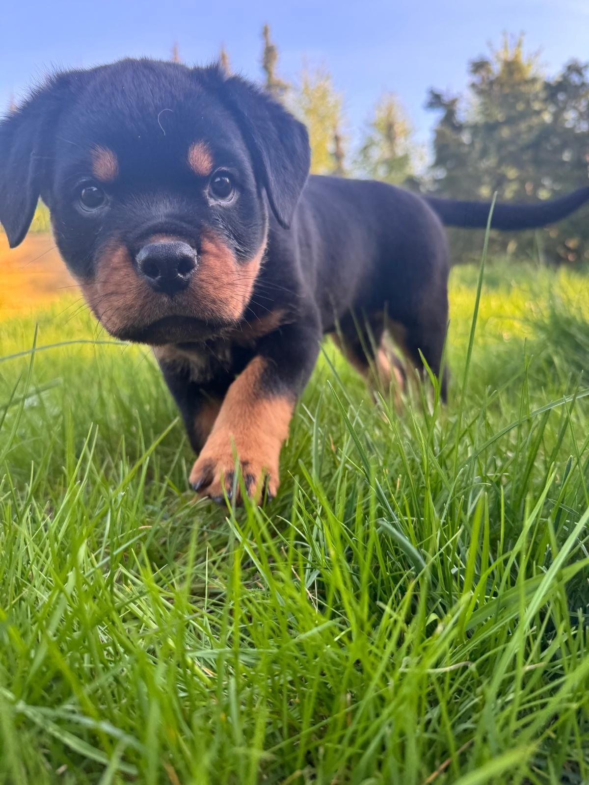 Rottweiler szczenię, suczka top rodowód ZKwP