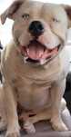 Cachorrinhos  filhos de bulldog americano