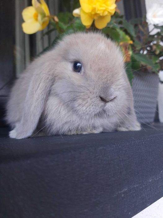 Króliki baranek miniaturka karzełek mini lop