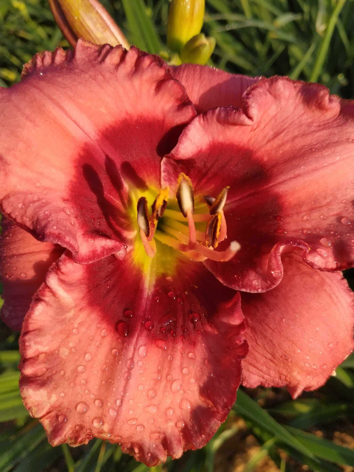 Liliowce. Liliowiec ogrodowy. Roślina wieloletnia. Bylina.