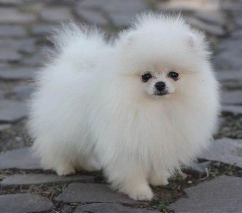 Lulu pomerania menino com lop