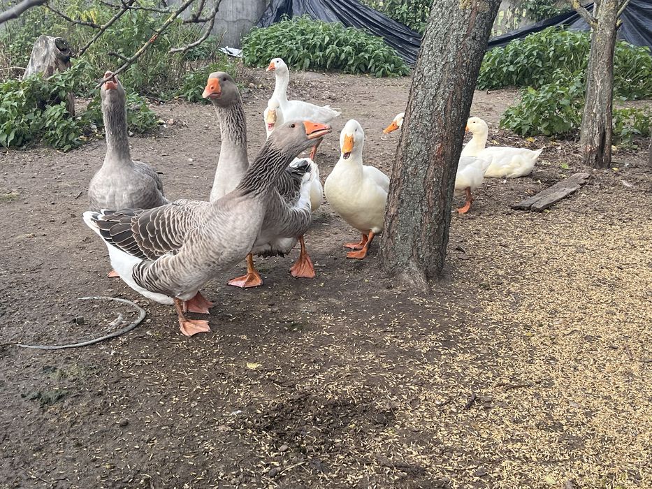 Kaczki / gesi sprzedam