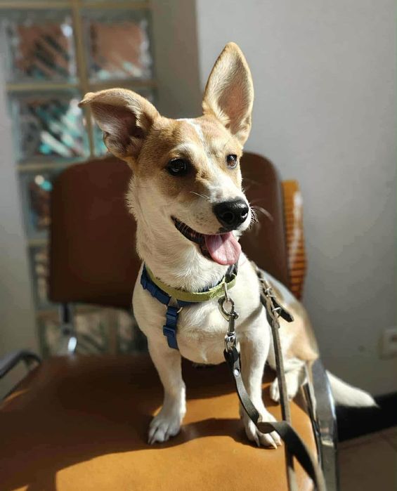 Ważka malutka radosna sunia w typie teriera szuka domu