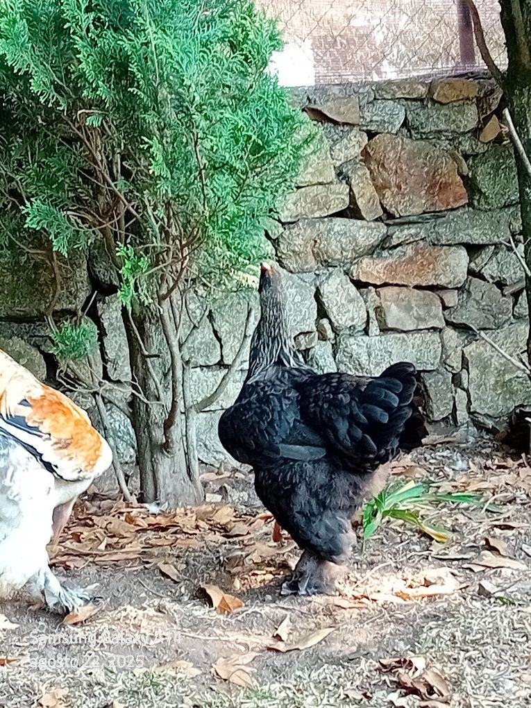 Galinhas brahmas para mudar de capoeiro, Galinhas muito  lindos