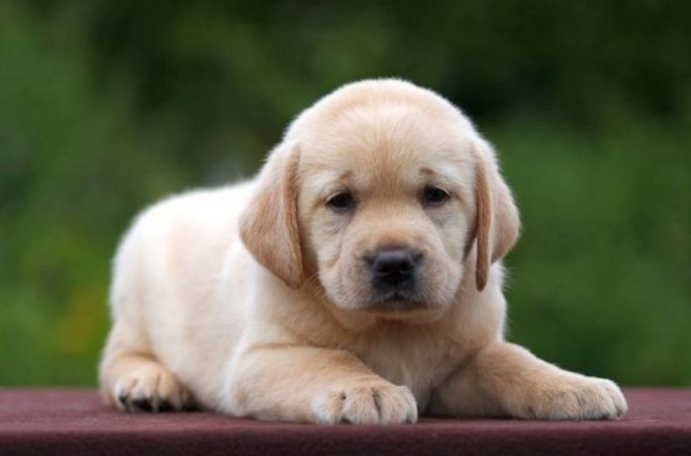 Лабрадор шоколад, коричневий білий Чорний Лабрадор Ретрівер Є Доставка