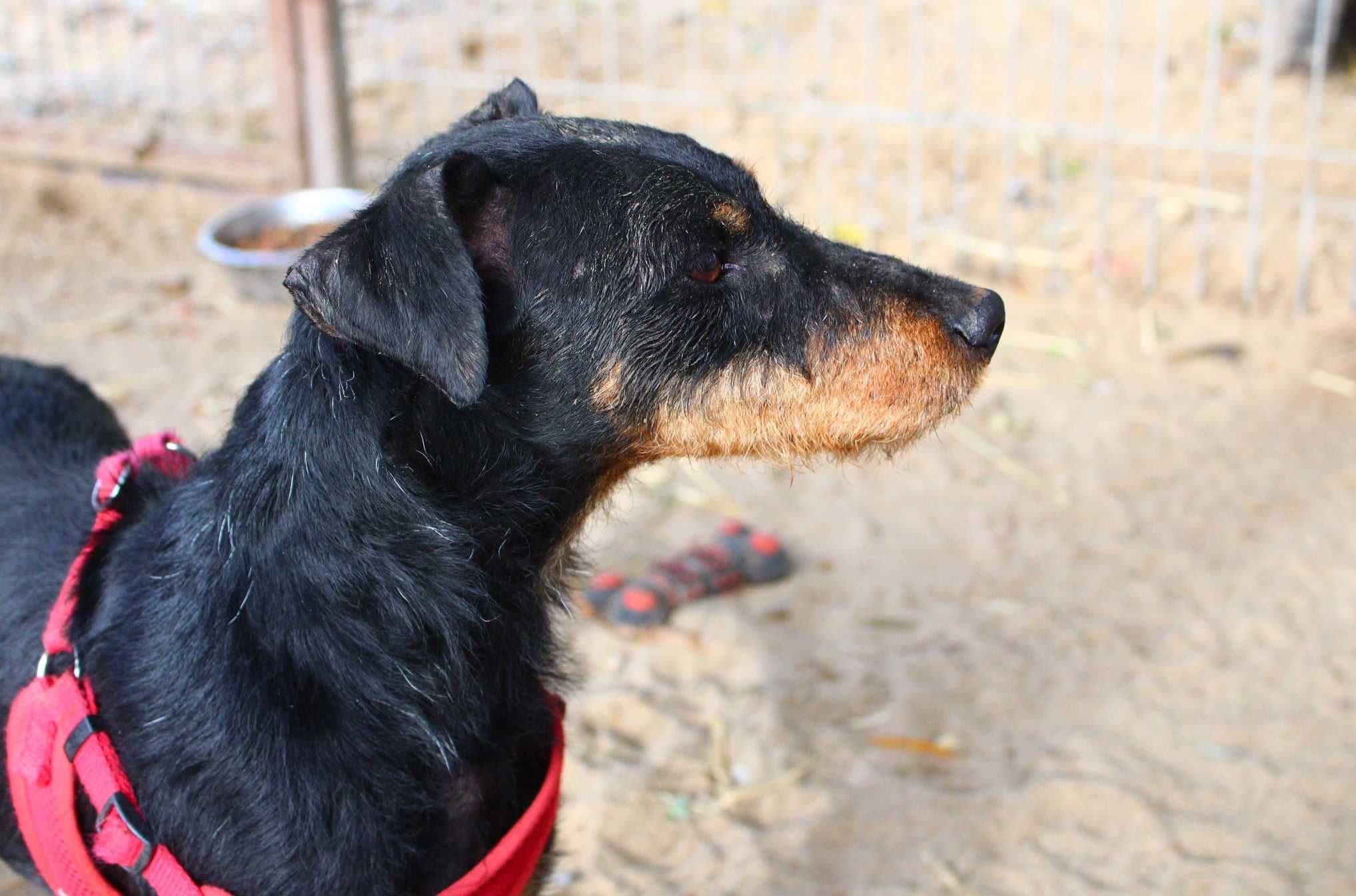 Totek - w typie Jagdterrier; łagodny i wesoły dla aktywnych