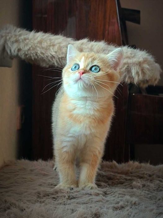 Золота шиншила. Британська кішка