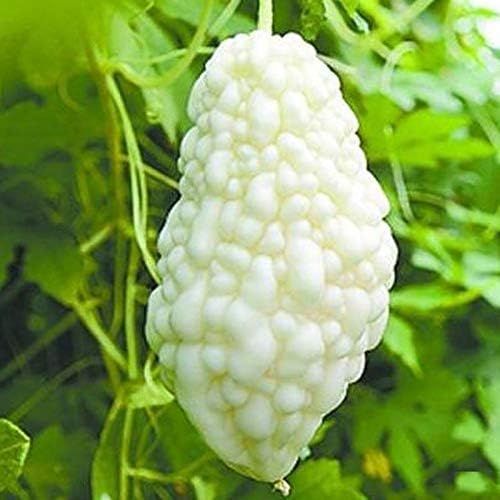 Chińskie Nasiona Gorzki Melon Biała Perła do Ogrodu Domowego 10+ szt