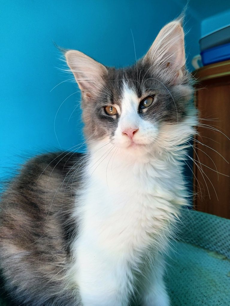 Maine coon niebieska z białym kotka rodowód FPL