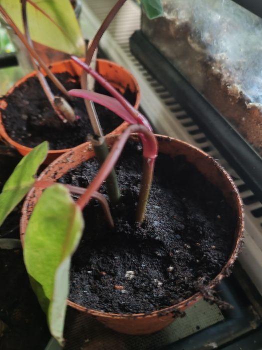 Philodendron Painted Lady