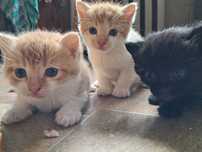 Rude koty do adopcji