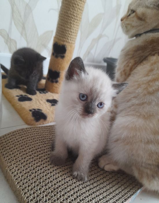 Котята шотландской вислоухой