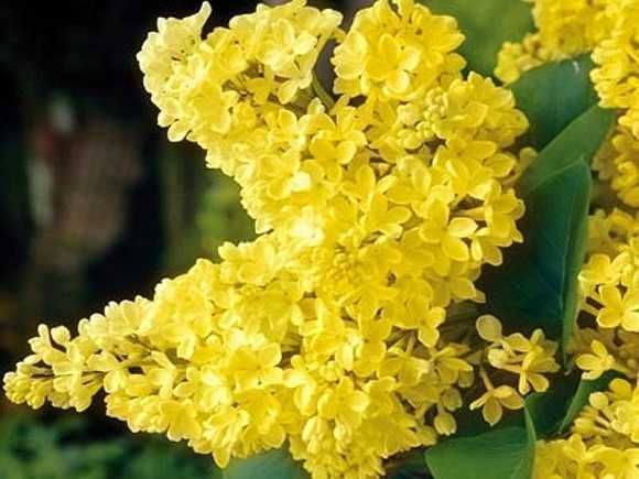 Саджанці привитого бузку (Роздріб, Опт, Дроп)/Саженцы привитой сирени.