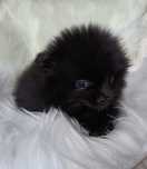 Szpic pomeranian suczka xs