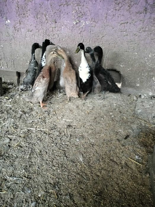 Biegusy indyjske  kaczory