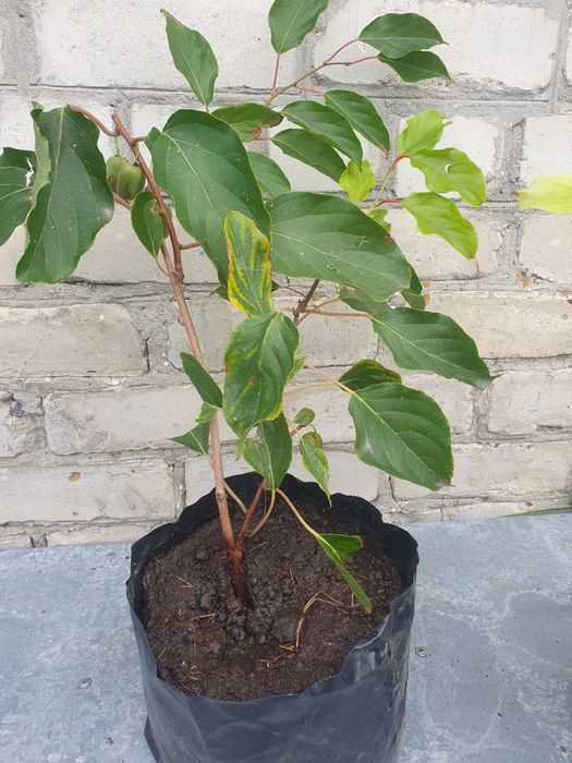 Актинидія(міні ківі),