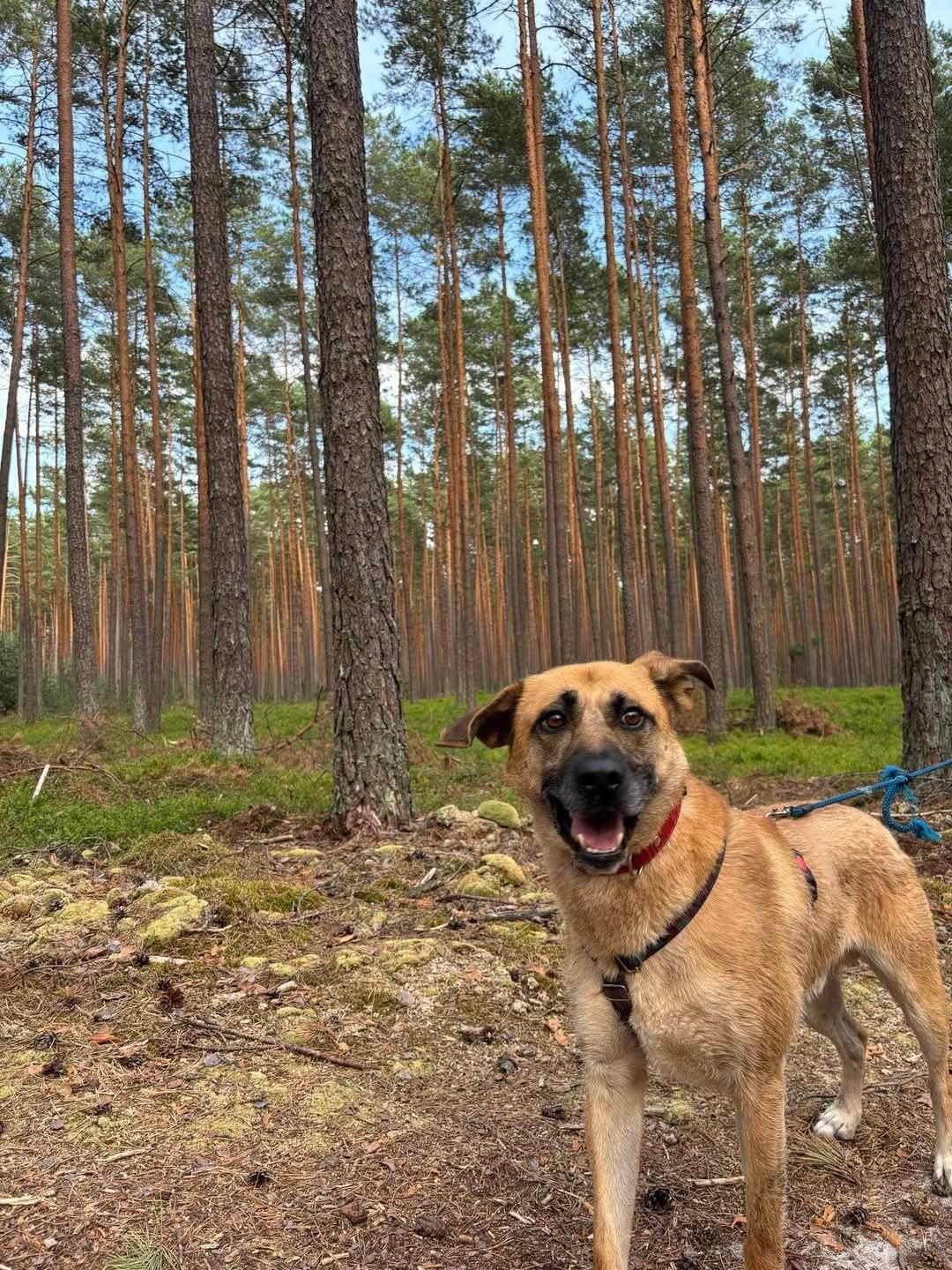Rodziny, wierny Mikuś, 5-letni mądry pies