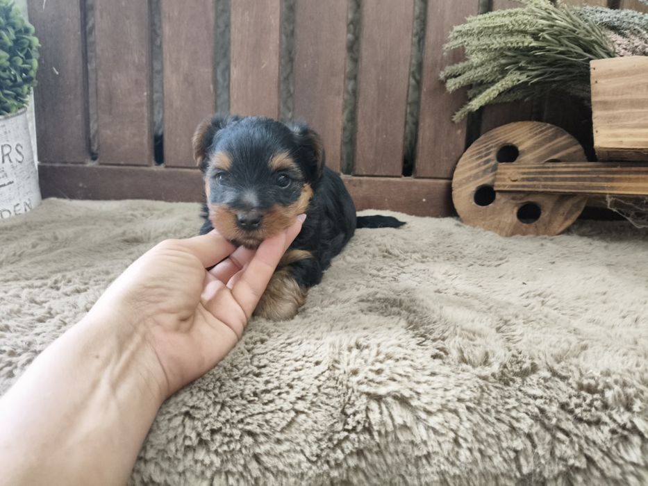 Yorkshire Terrier machinho