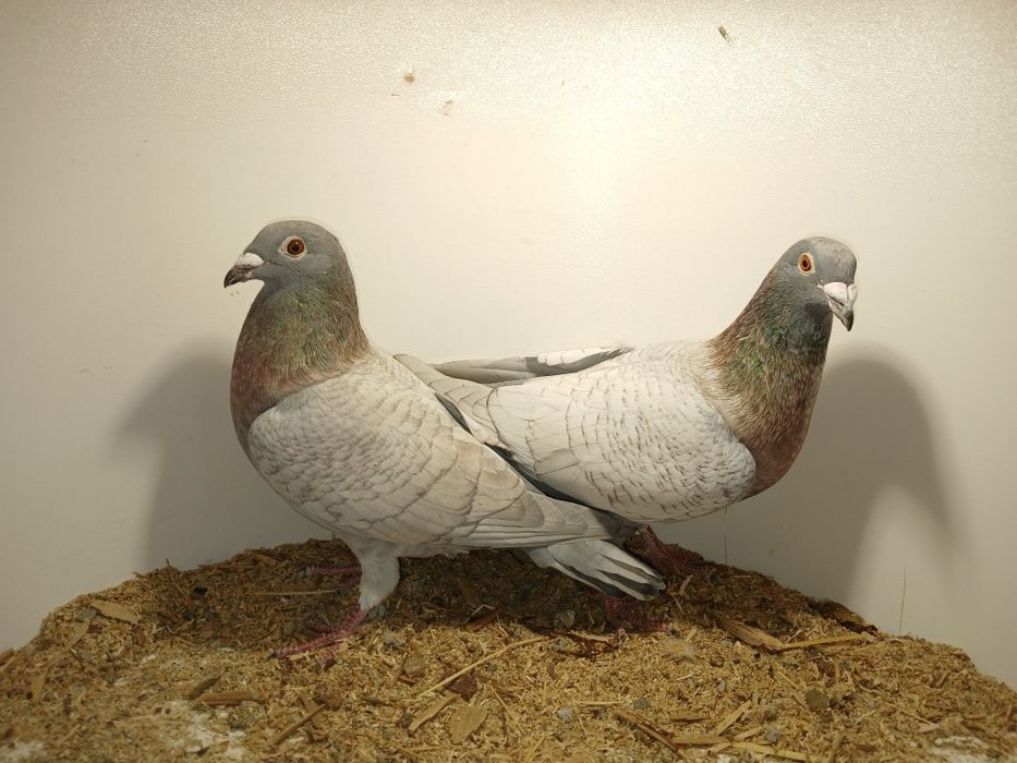Gołębie pocztowe opal lini Adama Braszko i Pawła Kuźmy