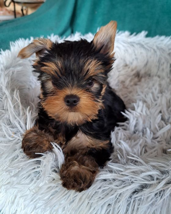 York shire Terrier  mini piesek
