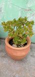Suculenta - Jade