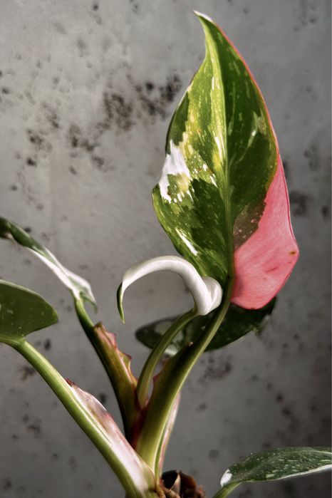 Philodendon White Princess - kolekcjonerski Filodendron / pędówki