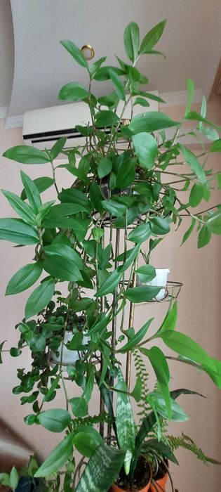 Продам кімнатні квіти