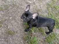 Buldog Francuski