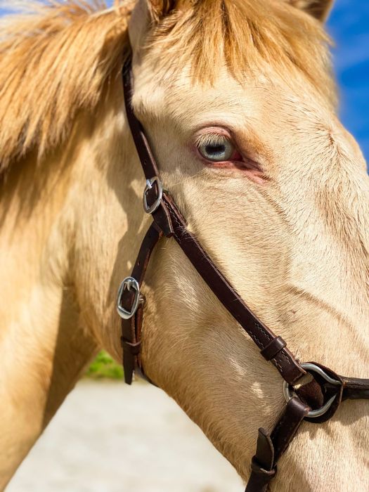 EGUA LUSITANA PELAGEM ISABEL