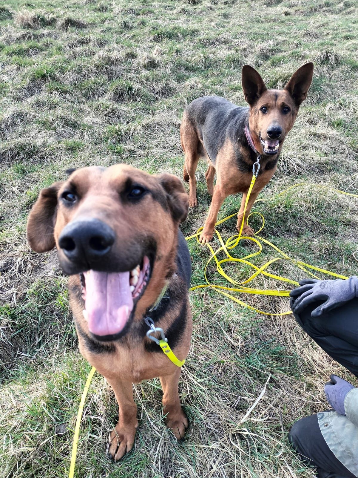 Daisy i Pluto - rodzeństwo z Choszczna szuka odpowiedzialnego domu