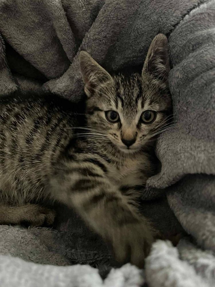 Filek kot koty do adopcji