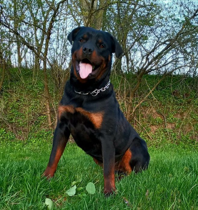 Великий ротвейлер в'язка