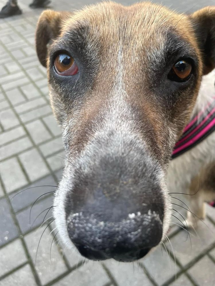 Sunia Bambi po przejściach szuka domku